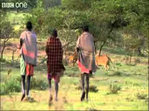 Three Men vs  Fifteen Hungry Lions   Human Planet, Grasslands, Preview   BBC One