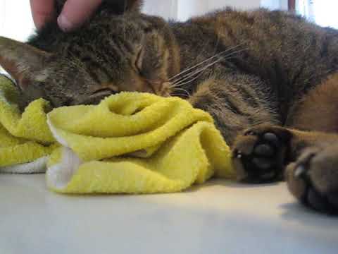 cat แปลว่า PURRing Mysli