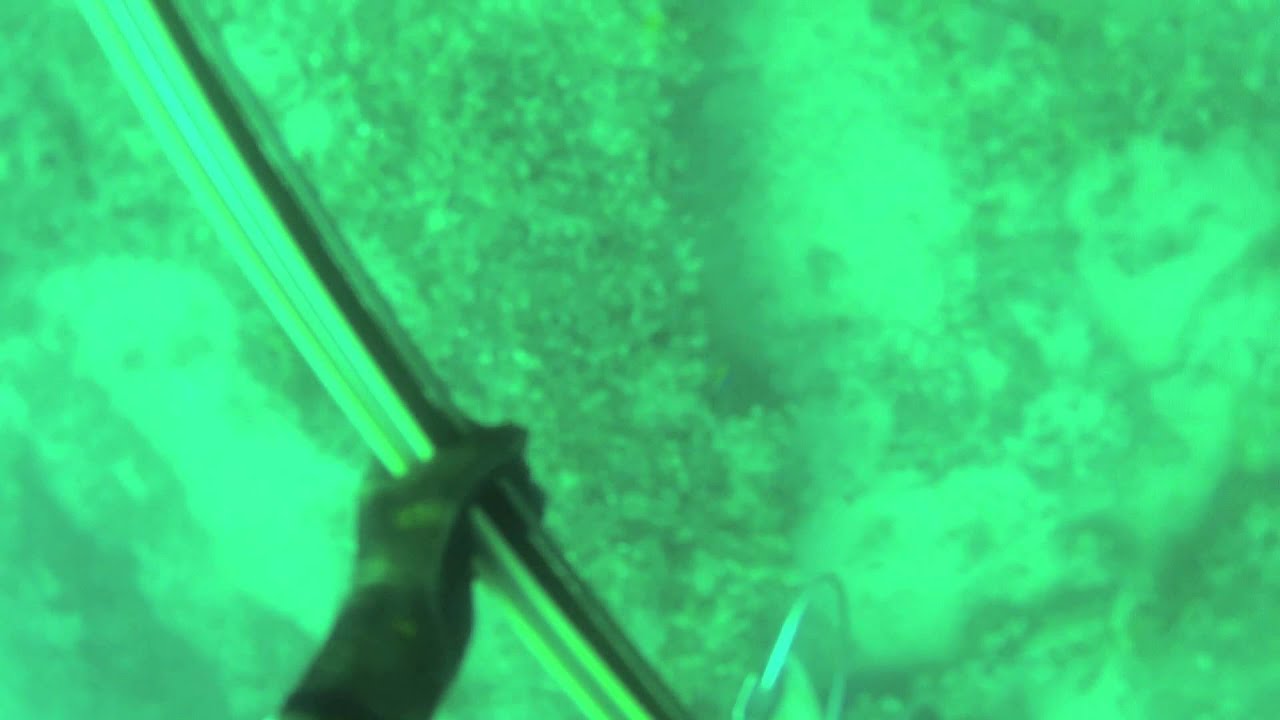 Spearfishing hogfish off Anna Maria Island, Florida YouTube