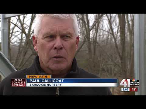 Medical marijuana business sues state over denied application to grow