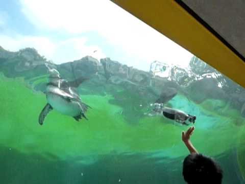 頭の上を泳ぐペンギン見て号泣する子ども
