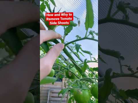 Video: Vai man ir jānoņem tomāti, kas pārklājas?