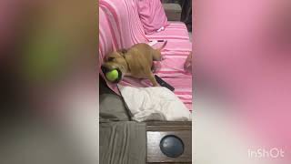 Staffbull Nanny Dog Staffy Staffie