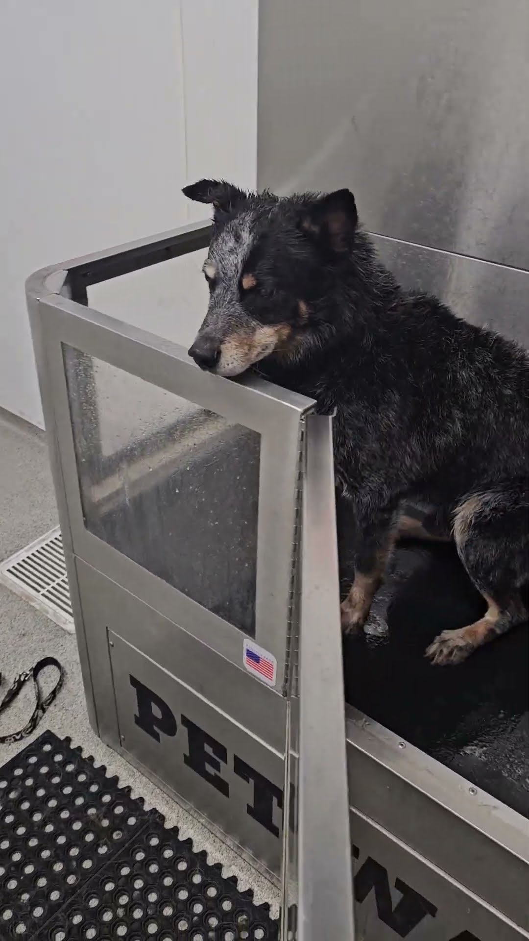 Dog Jumps Out Of Tub, Ignoring Door || ViralHog