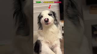TOP 5 SMILING DOGS
