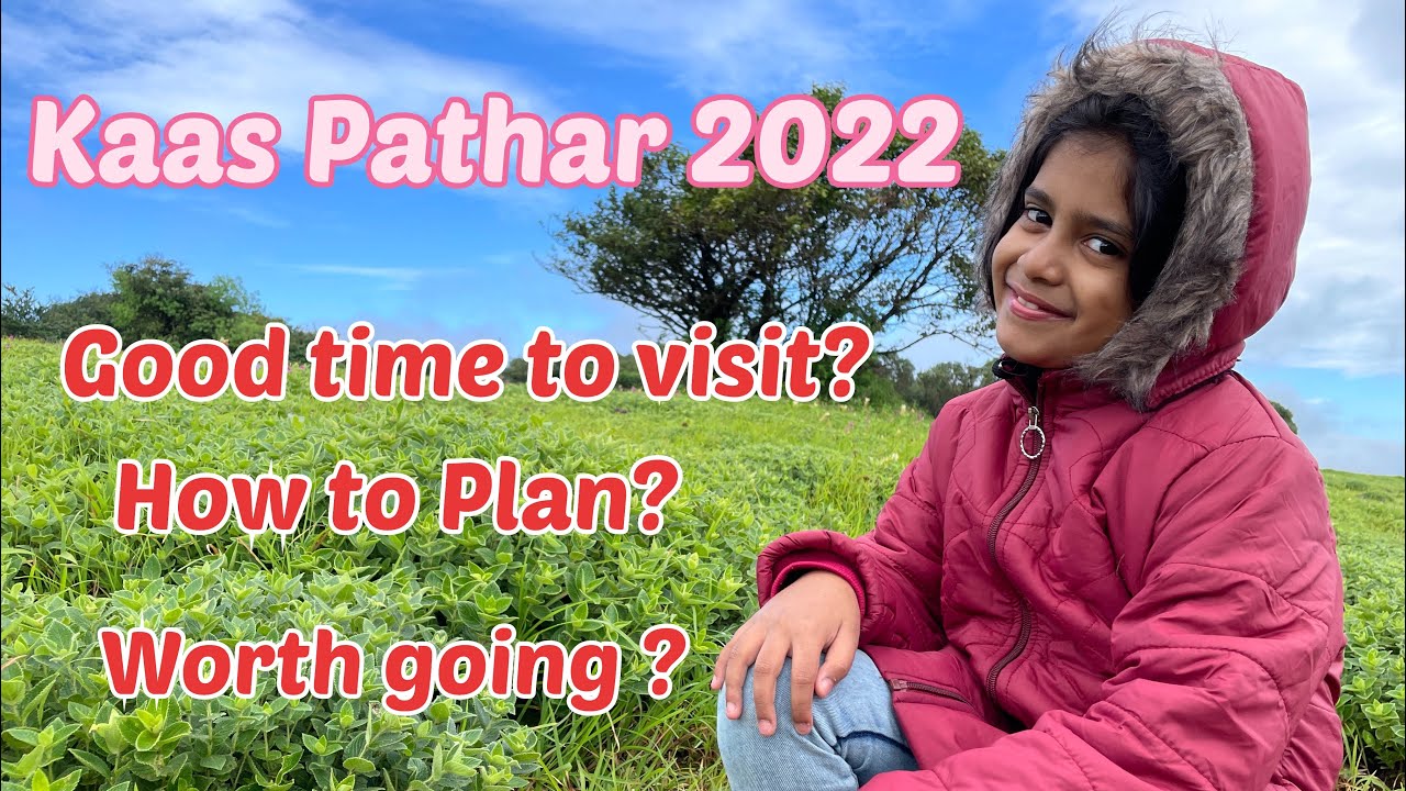 Kaas Plateau || Kaas Pathar Satara 2022 || The Valley of Flowers ...