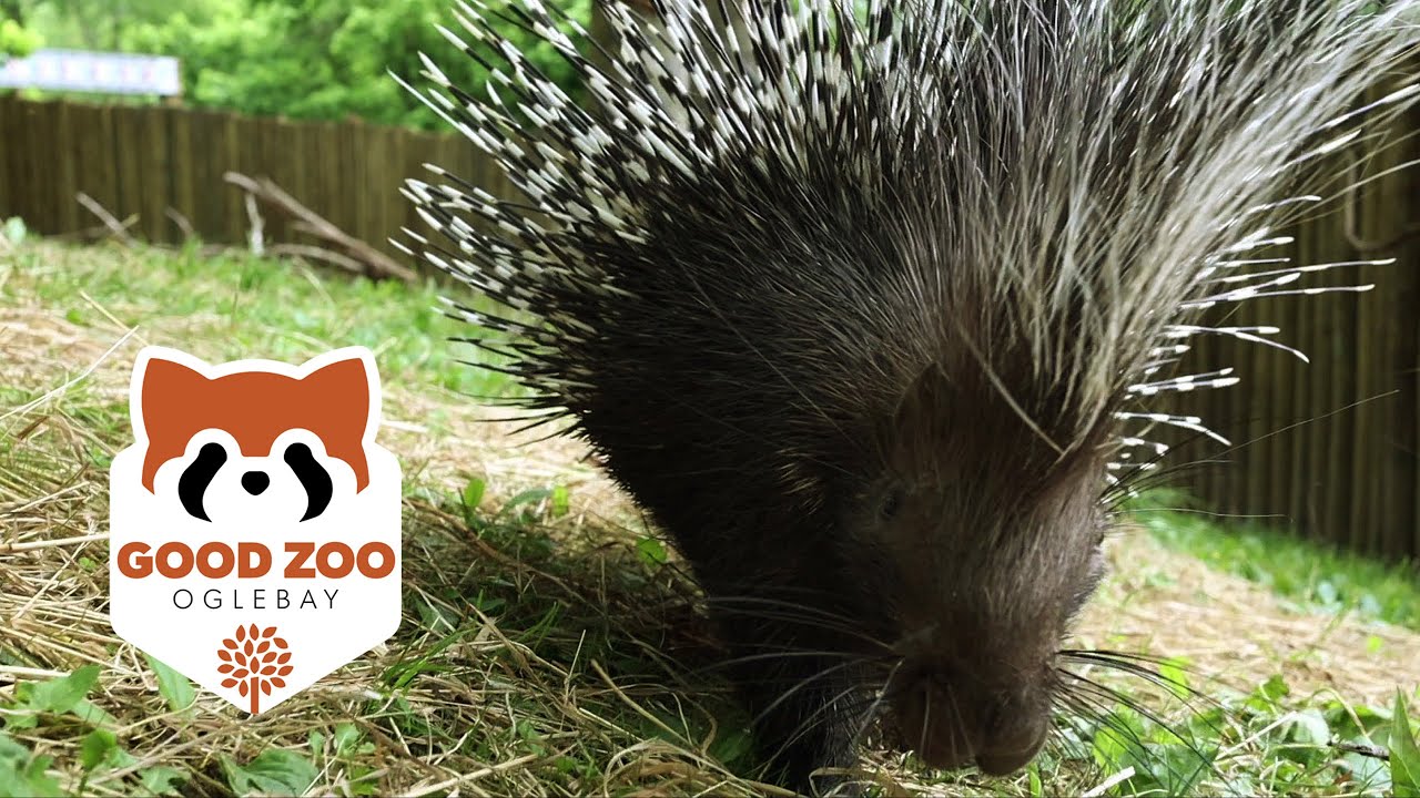 Oglebay Good Zoo African Adventure Now Open YouTube