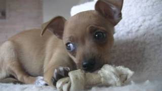 3 Chihuahua Puppies and 2 Bones (in HD)