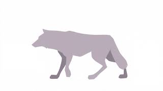 quadruped animation practice - 2020
