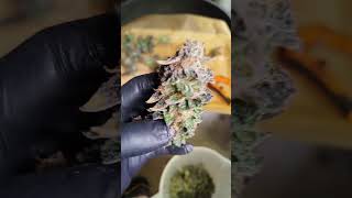 🍋 Super Lemon Haze & Rs11 By Green House Seed Co.