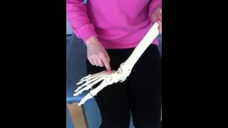 Bony Landmarks of the Ankle and Foot