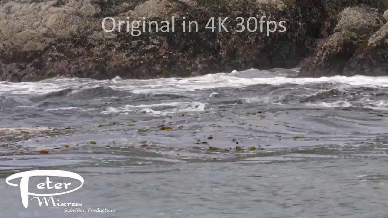 giant kelp, Macrocystis integrifolia, stock footage, 4k
