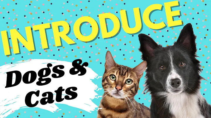How to Introduce Dogs and Cats - in 10 Easy Steps
