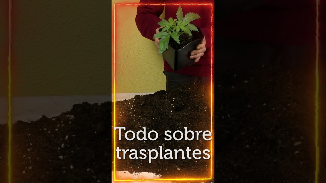 Todo lo que necesitas saber sobre 