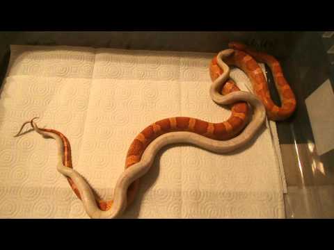 Corn Snake Breeding Behavior Part 1