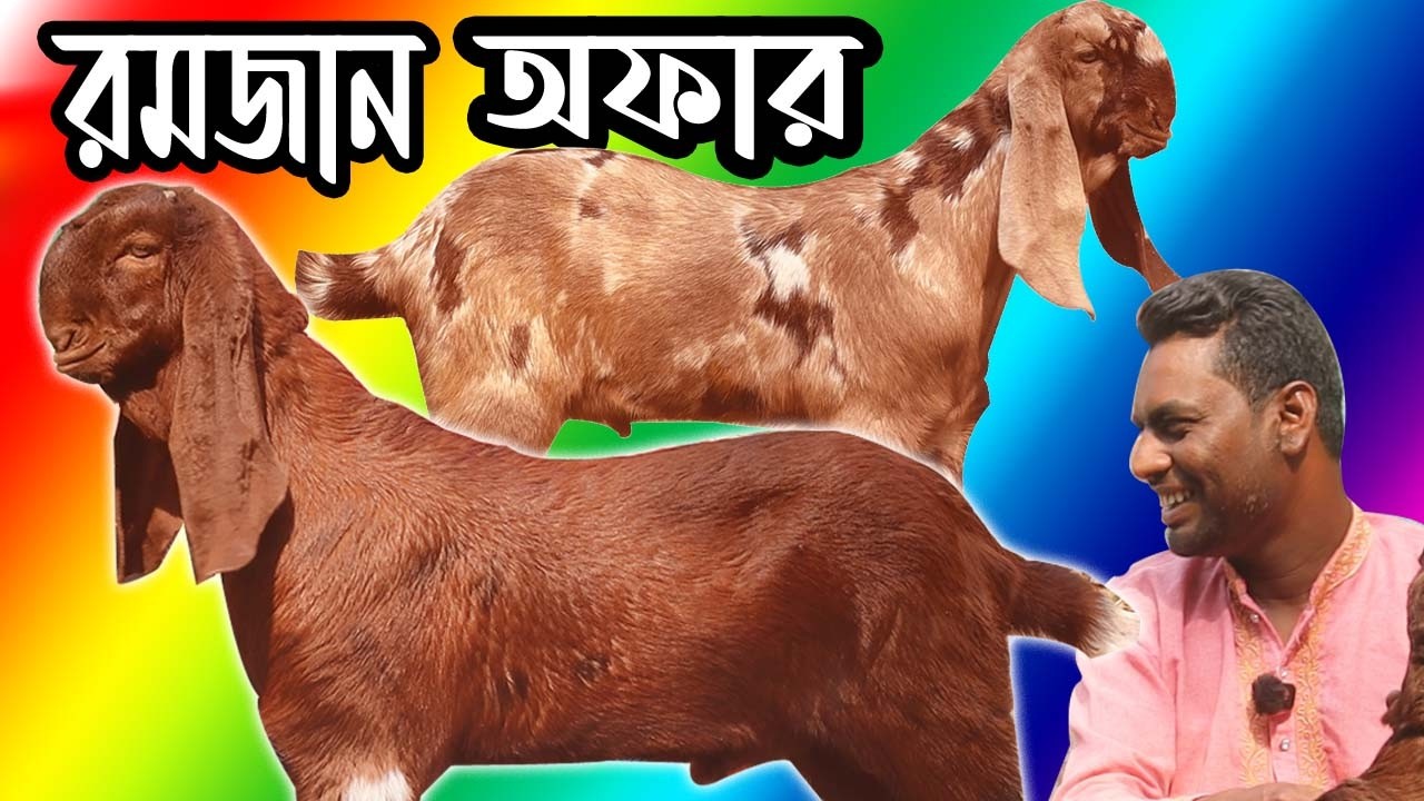 রমজানে অরিজিনাল তোতাপুরী সহ বিভিন্ন জাতের ছাগলের ধামাকা অফার  Rakhal Bondhu