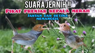 JERNIH !! SUARA PIKAT PRENJAK KEPALA MERAH Jantan Dan Betina Gacor Memanggil 