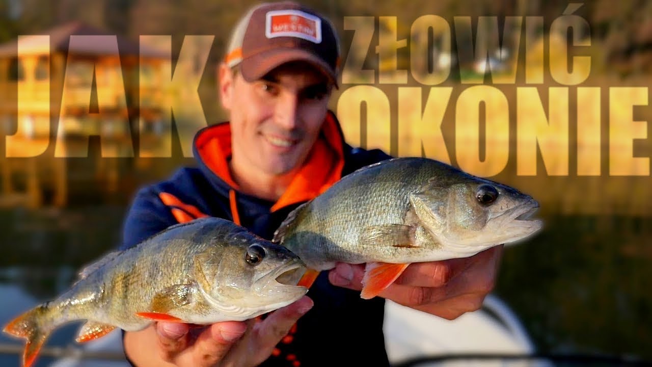 Kalendarz brań okonia 2