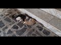القط تاما يلعب مع القطة سنفورة Pets Kitten Kittens Cute Animal Animals Catlover Catlovers Catshorts