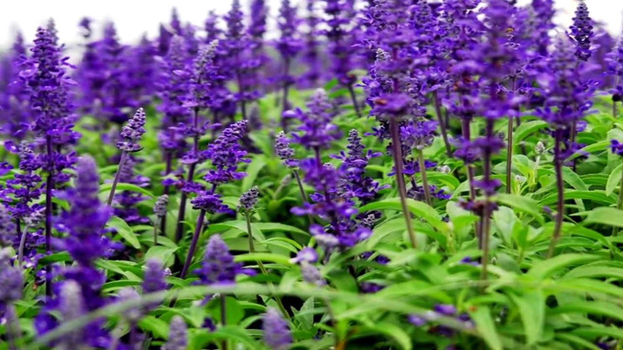 Как быстро вылечить горло? - YouTube