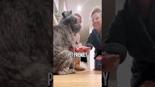 A puppy plan for travelling Aussies?