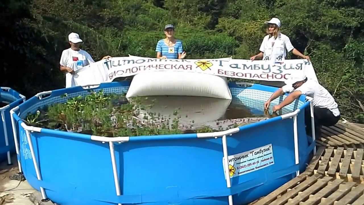 Питомник Гамбузия. - YouTube