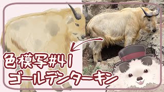 【一緒に朝活】色模写の火曜日＃４１【ゆる～くお絵描き】