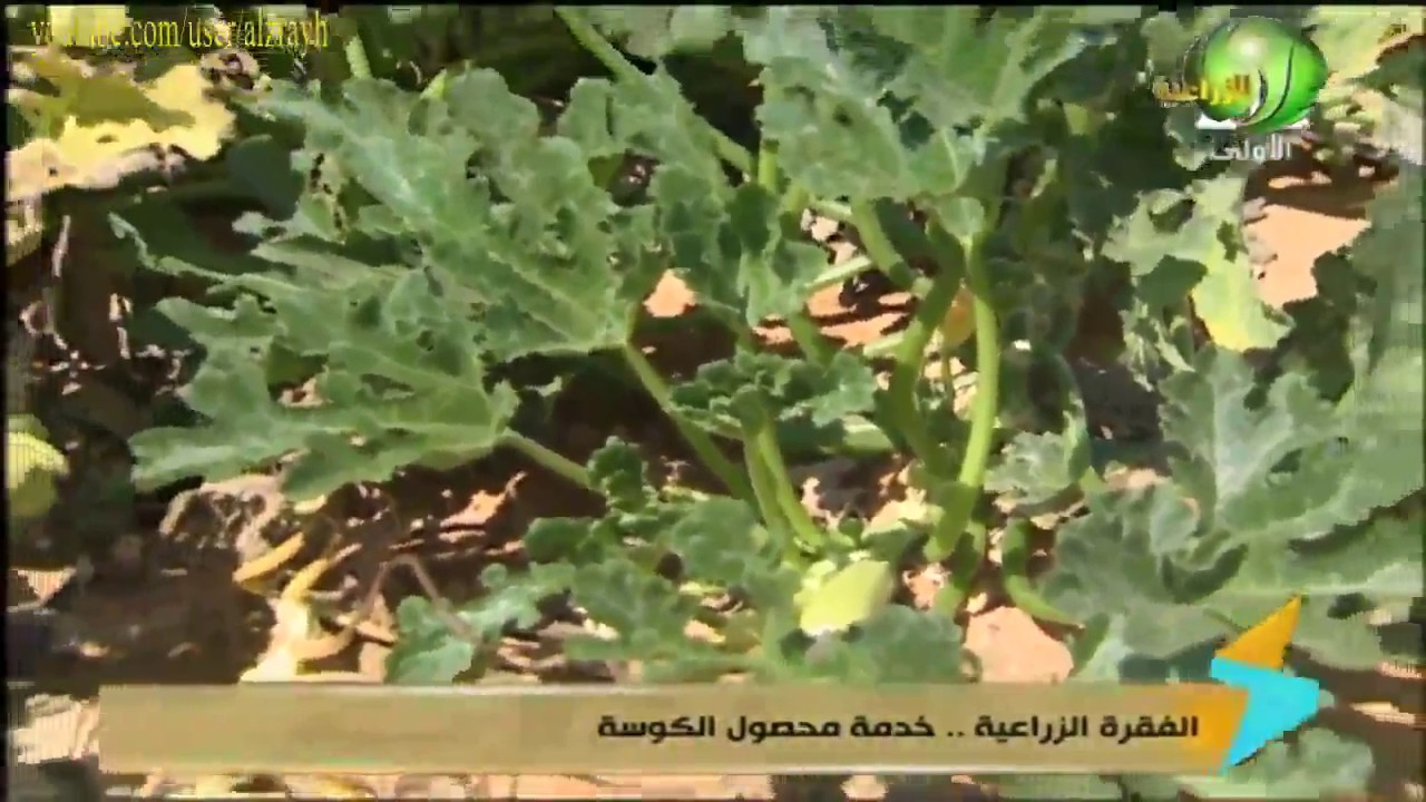 زراعة الكوسة انتاج الفدان وخدمة المحصول اثناء الجمع فى الاراضى الرملية