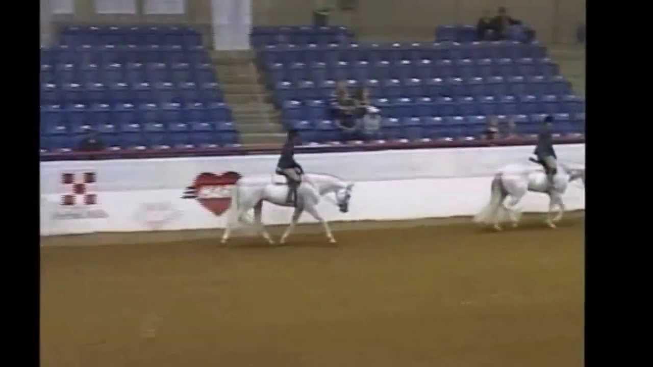 Painted Detail AQHA/APHA Stallion YouTube