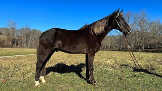 Chip, gaited rocky mtn gelding for sale on platinum equine auction.com
