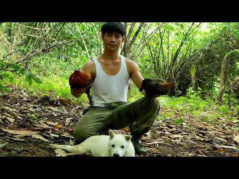 Trapping Wild Chickens One Lucky Day CEO Left The City For The Forest 