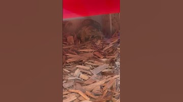 leopard tortoise 8 June 2022