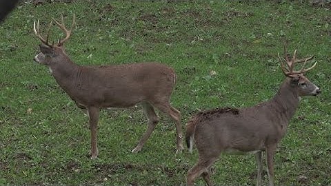 Deer Food Plot Planting Tips To Get A Big Buck In Bow Range - The Management Advantage #74