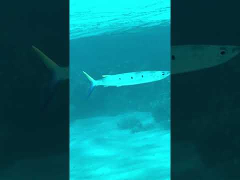 سمكة زرقان ابو ريشة في خليج العقبة