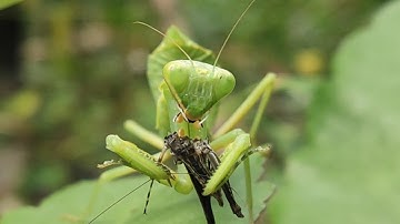 praying mantis eats stone Grasshopper -{warning live feeding}-