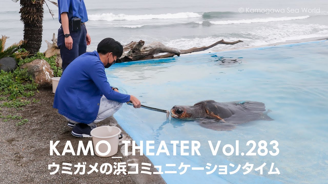 【数日限定販売】鴨川シーワールド 海のなかまたち DVD 限定映像 希少 鴨川シーワールドで“夏の感動体験” シャチCM公開＆宿泊券が当たる