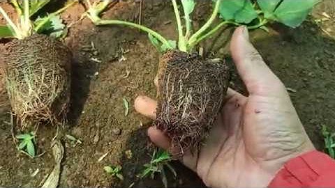 Hướng dẫn trồng rau bằng đất tribat