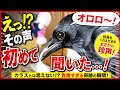 【オロロ〜】カラスが新しい鳴き声を習得したようです。20260609、カラス＆四つ足クインテット（仮）