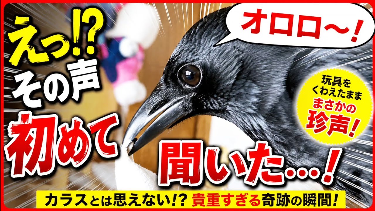 Ororo~] It seems the crow has learned a new call. 20260609, Crow