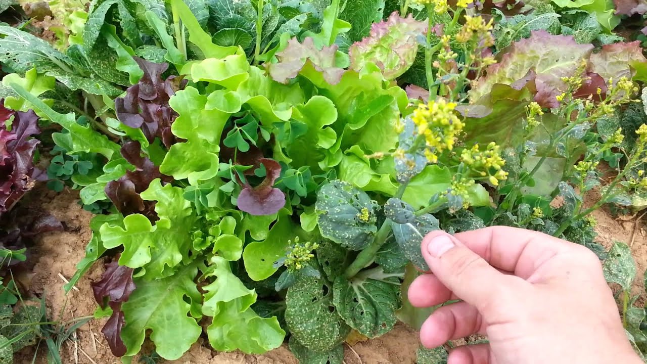 Finally Harvesting Some Salad !!!! YouTube