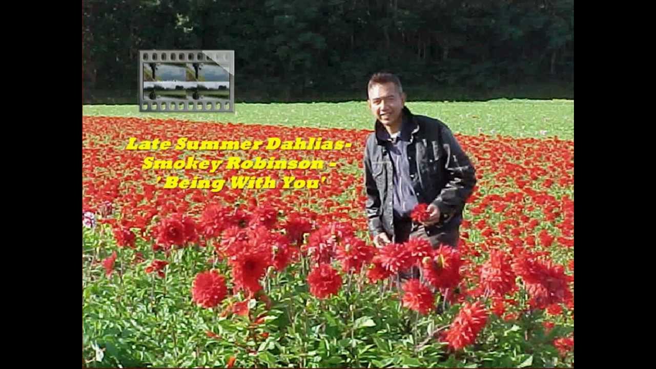 Watch Late Summer Dahlias' Glory - in the Netherlands - Retro Motown Hit Song. on YouTube Watch Late Summer Dahlias' Glory - in the Netherlands - Retro Motown Hit Song. on YouTube