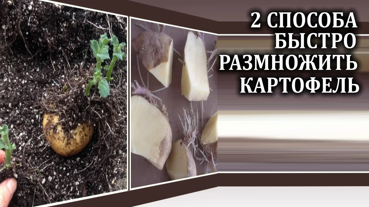 2 верных способа быстро размножить картофель.