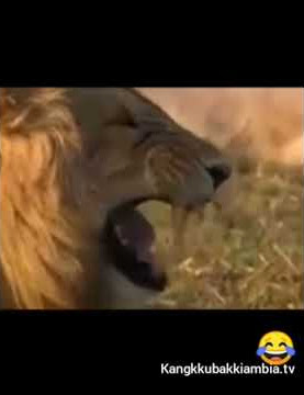 Status whatsapp minang lucu versi pak jokowi