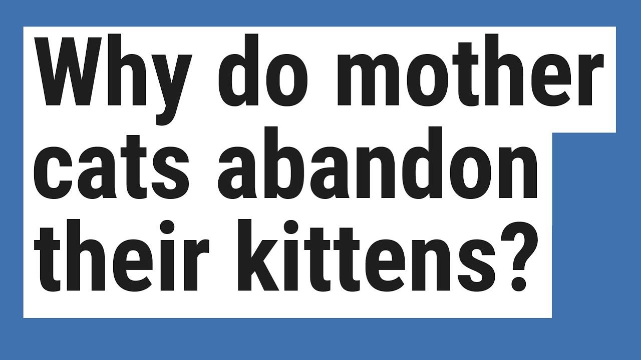 Why Do Mother Cats Abandon Their Kittens?