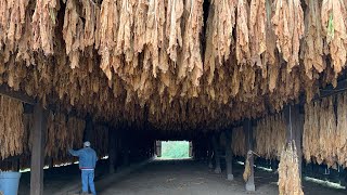 “Few and far between” Kentucky Arrowhead Hunting Walking the Fields #47