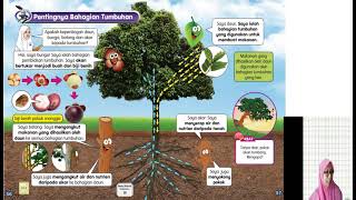 SAINS TAHUN 1 PENTINGNYA BAHAGIAN TUMBUHAN