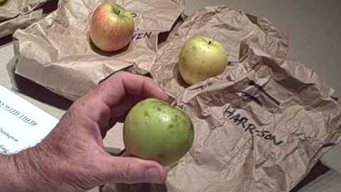 David Boeri Shows Off Rare Mass. Apples