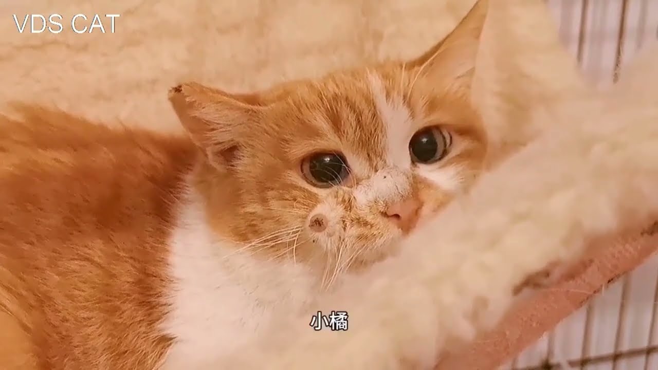 Naughty yellow cats of many pet cat followers attract millions of views#2.