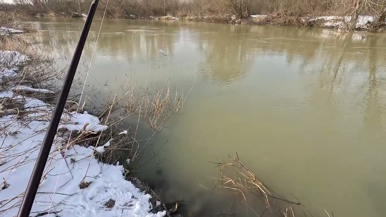 Pescuit in februarie cu cicade #pescuit #fishing #nature #february #2026 #Dărăști #Argeș #catfish
