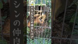 【東山動植物園公式】休園日の仲良しさん《 ハクビシン 》 #short